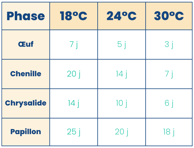 Tableau temps de la métamorphose du papillons Belle dame